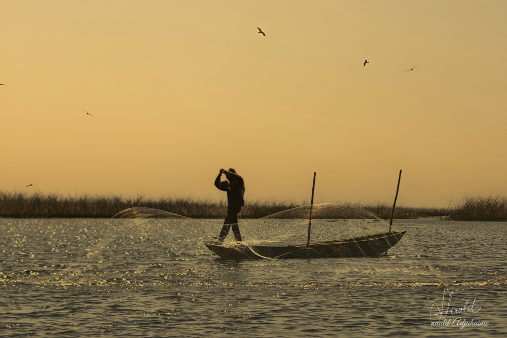 Filet au crépuscule, Collection, Nauld Adjahuime