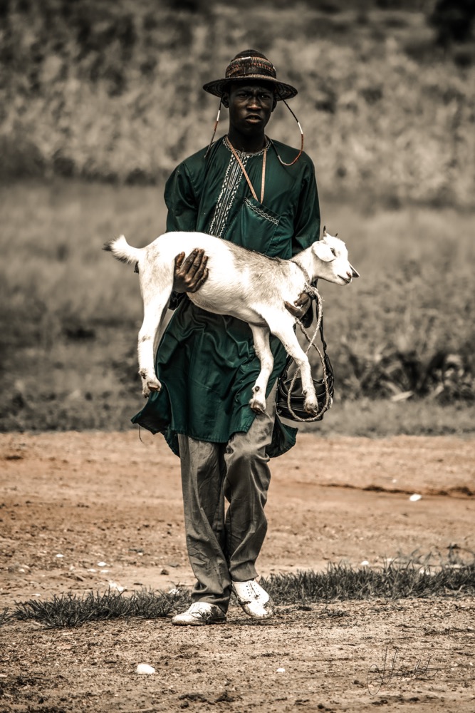 Le Berger, Collection, Nauld Adjahuime