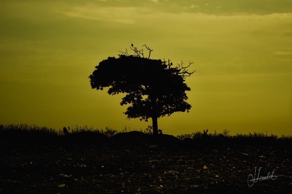 Souffle jaune, la solitude d'un arbre, Collection, Nauld Adjahuime